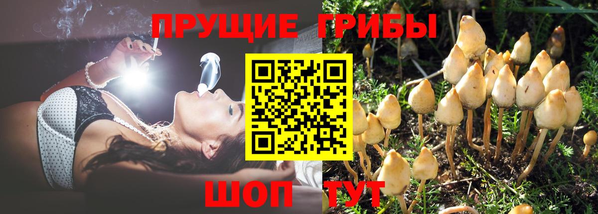 Псилоцибиновые грибы Cubensis Абинск